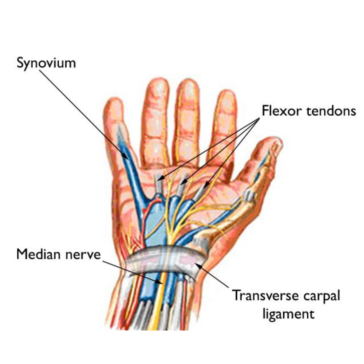 median nerve