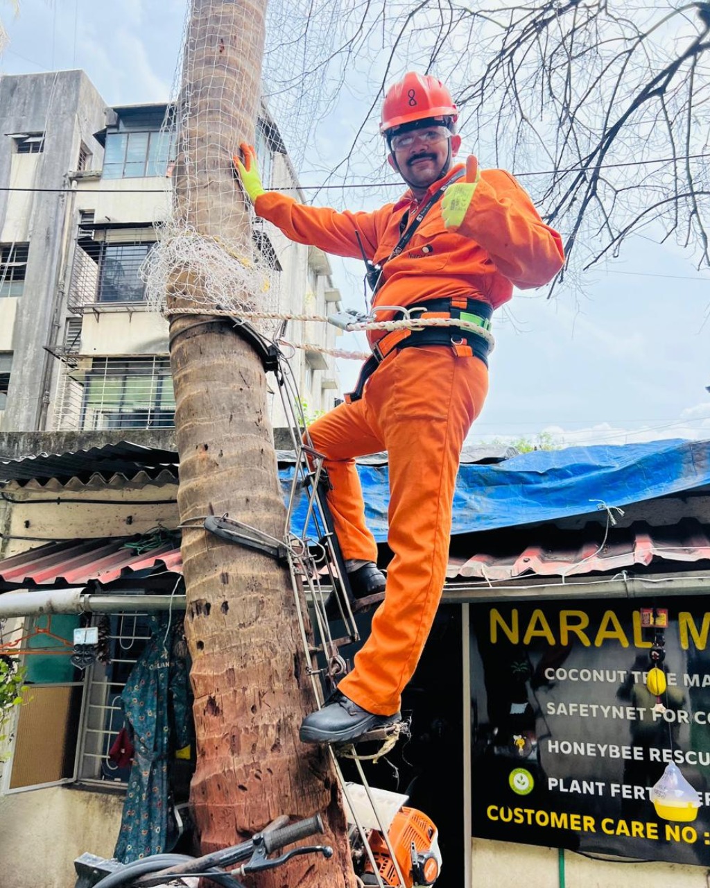 coconut tree cutting and pruni