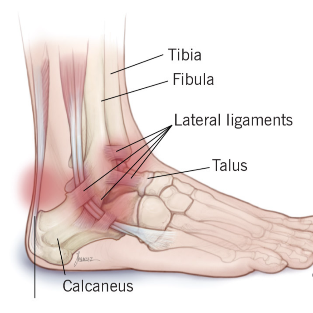 ankle joint