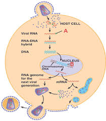how hiv multiplies every minutes killing the cd4 c... main image