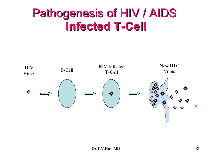 how hiv infects and destroys cd4 cells leading ... main image