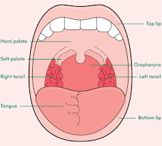 Laryngeal