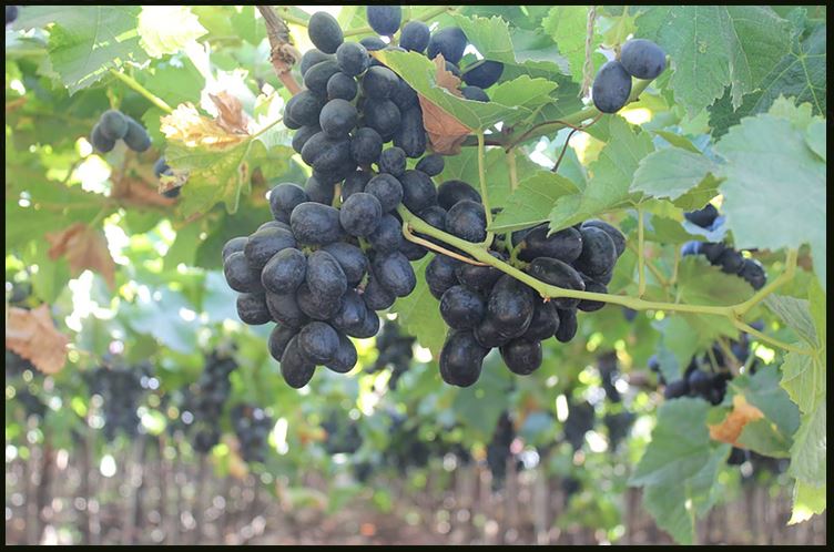 Indian Seedless Grap