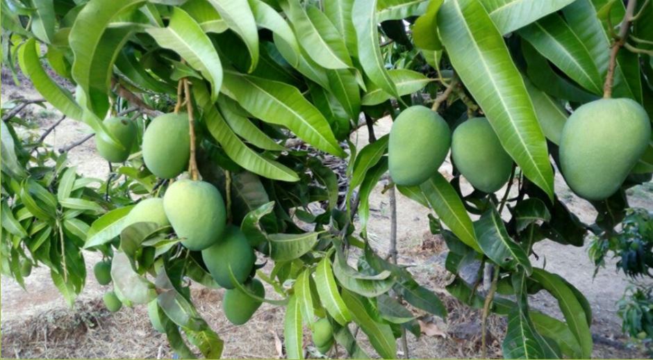 Desi KeriAlphonso,
