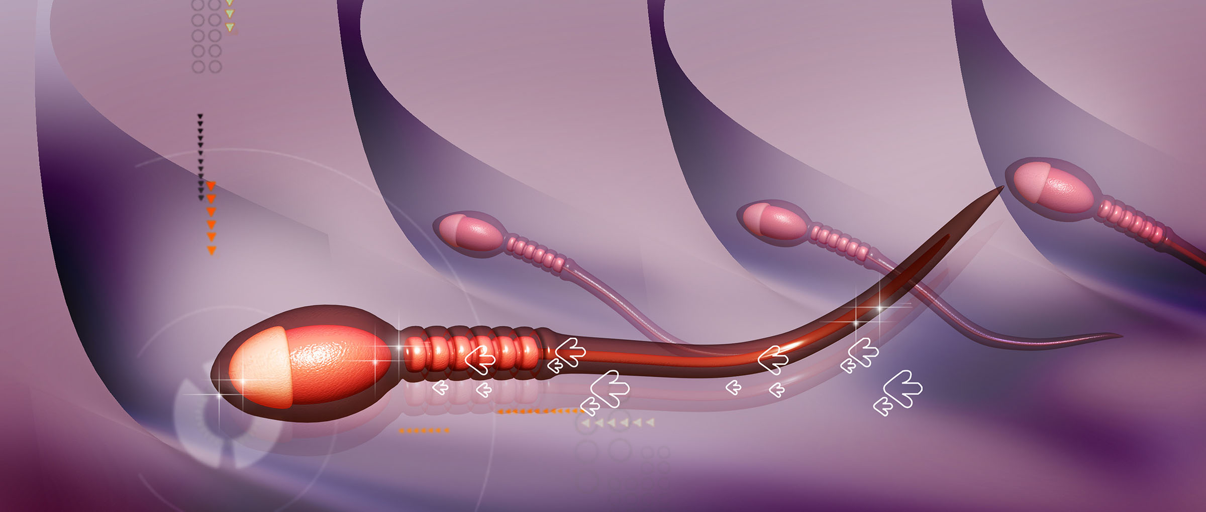 Infertility in Men -
