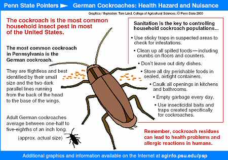 Cockroaches and ants