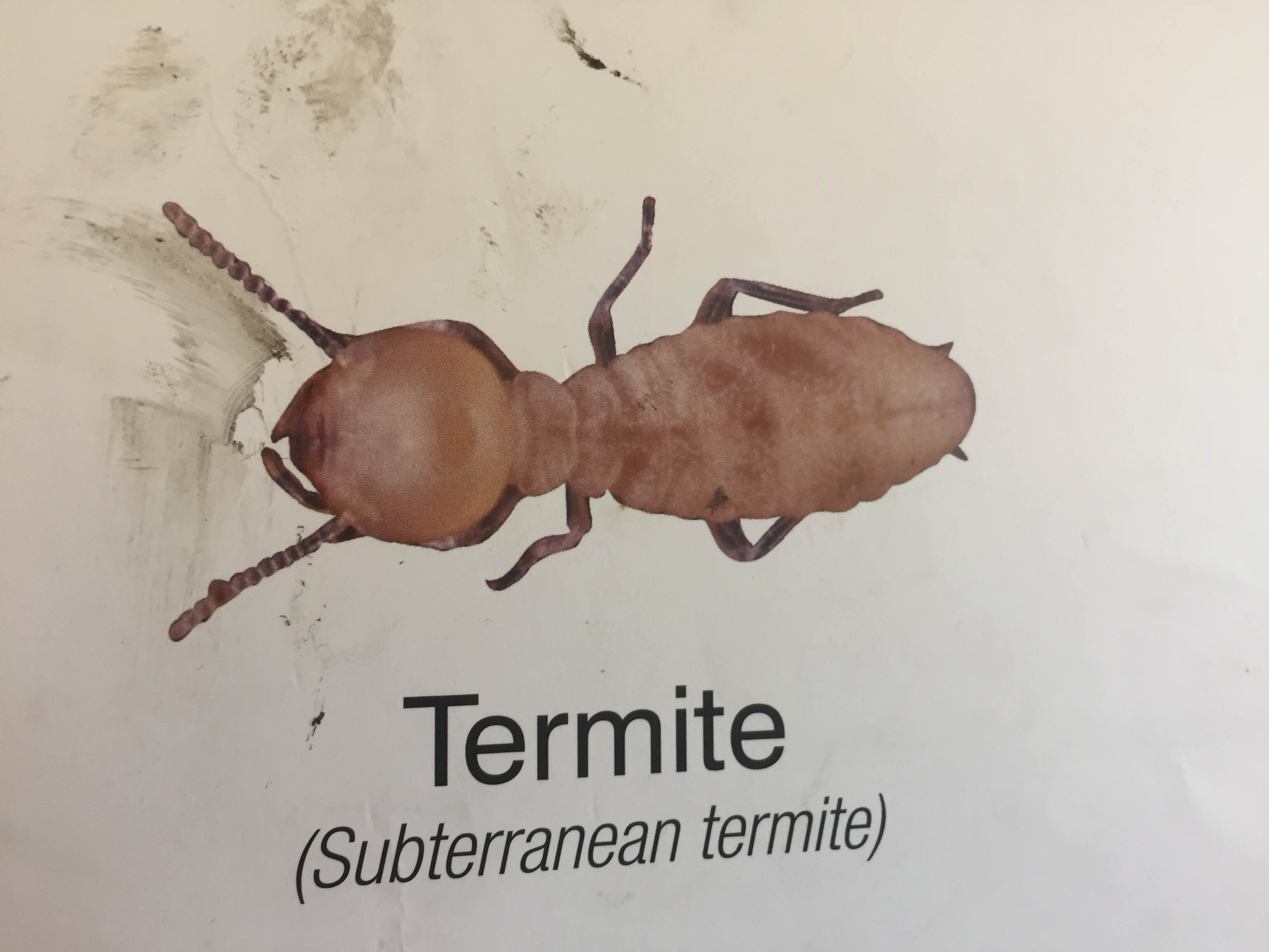 Barrier termite trea