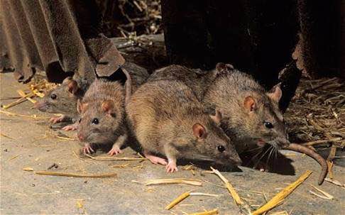 On average, a rat wi