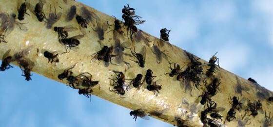 Common house flies a