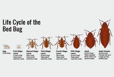 Bed bugs are back in