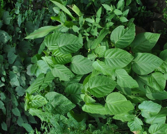 Medicinal herbs wholesale supplier in Maharas Shri Shail Herbs Pvt. Ltd.