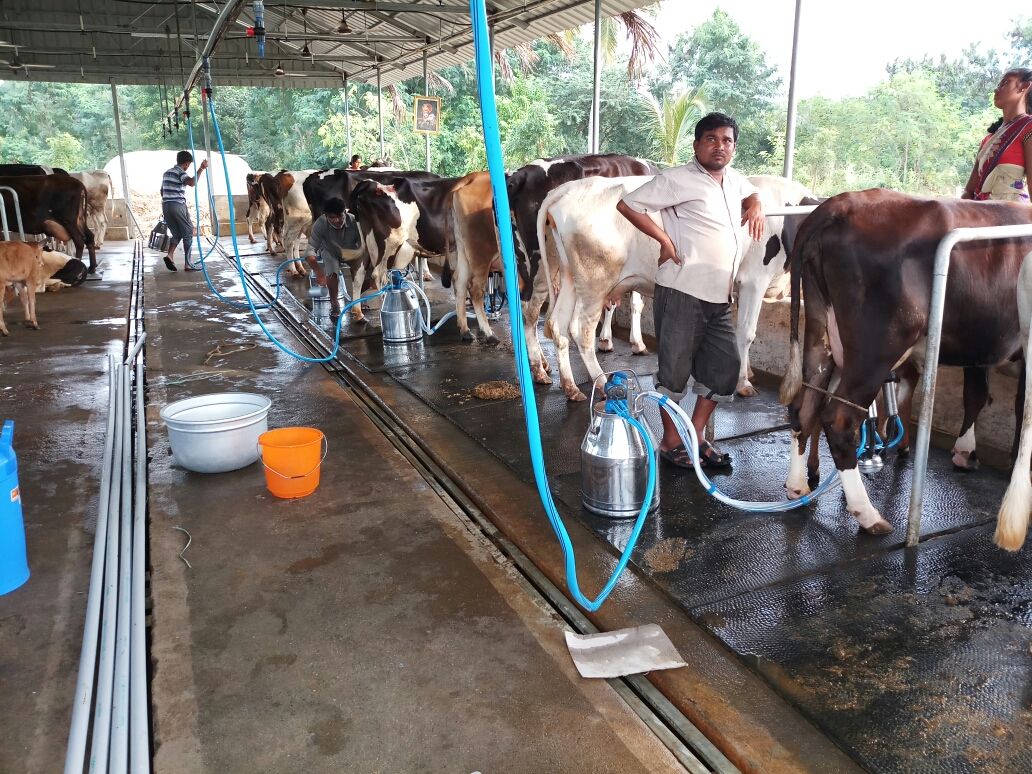 Cow Milking Machine Supplier In Tamilnadu Shreem Dairy Equipments