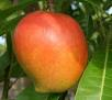 Pairi MangoPairi Ma