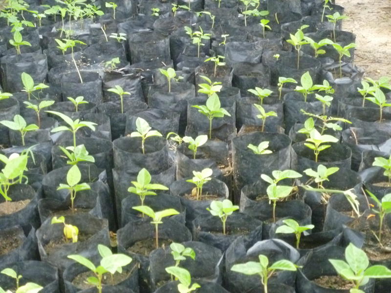 Medicinal Plant Nursery in Nagpur Details Shri Shail Herbs Pvt. Ltd.