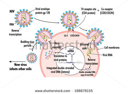 figure shows how hiv