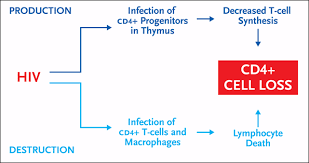 figure shows how cd4
