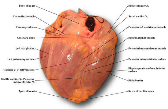 7 ORANGE HOSPITAL at Chinchwad provides you wit... main image