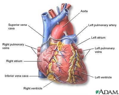 Hemodynamics and its predictors during Impella-... main image