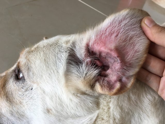 update image