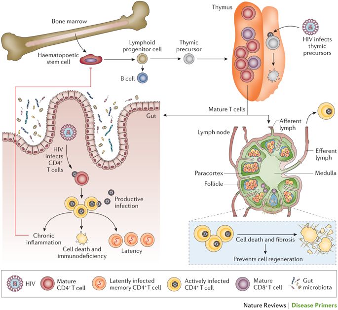 Picture shows how hiv spreads to all organs in ... main image