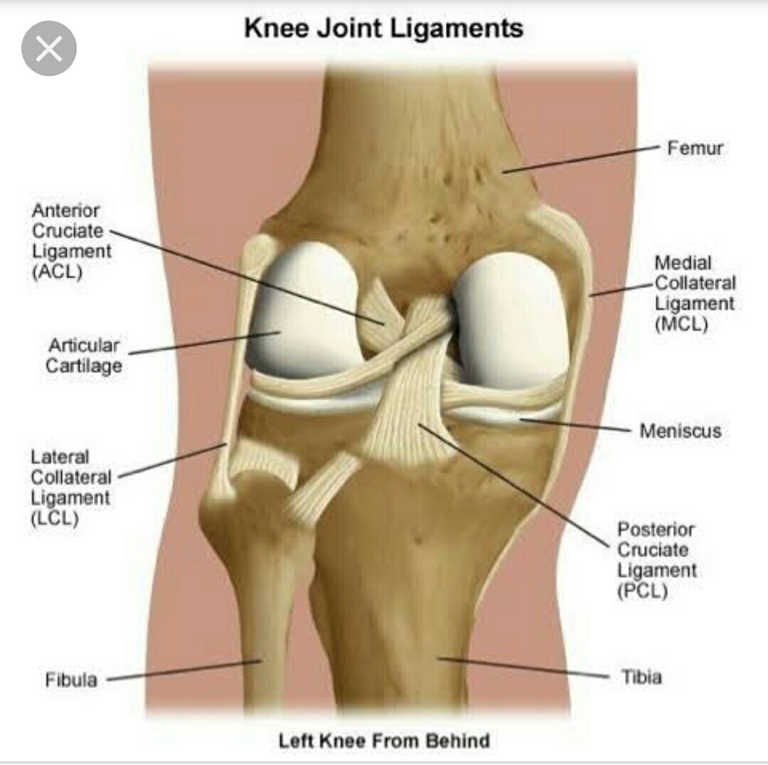 There r mainly 4 ligaments. ACL, PCL, MCL, LCL ... main image