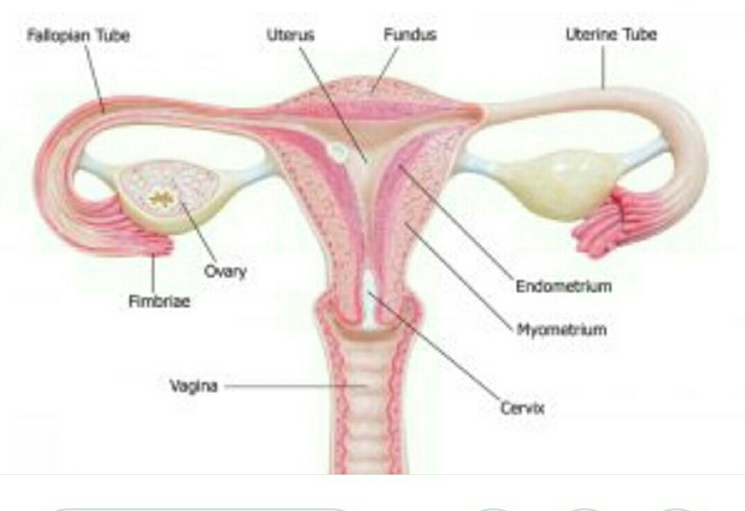 Menstrual problems_heavy bleeding and pain, sur... main image