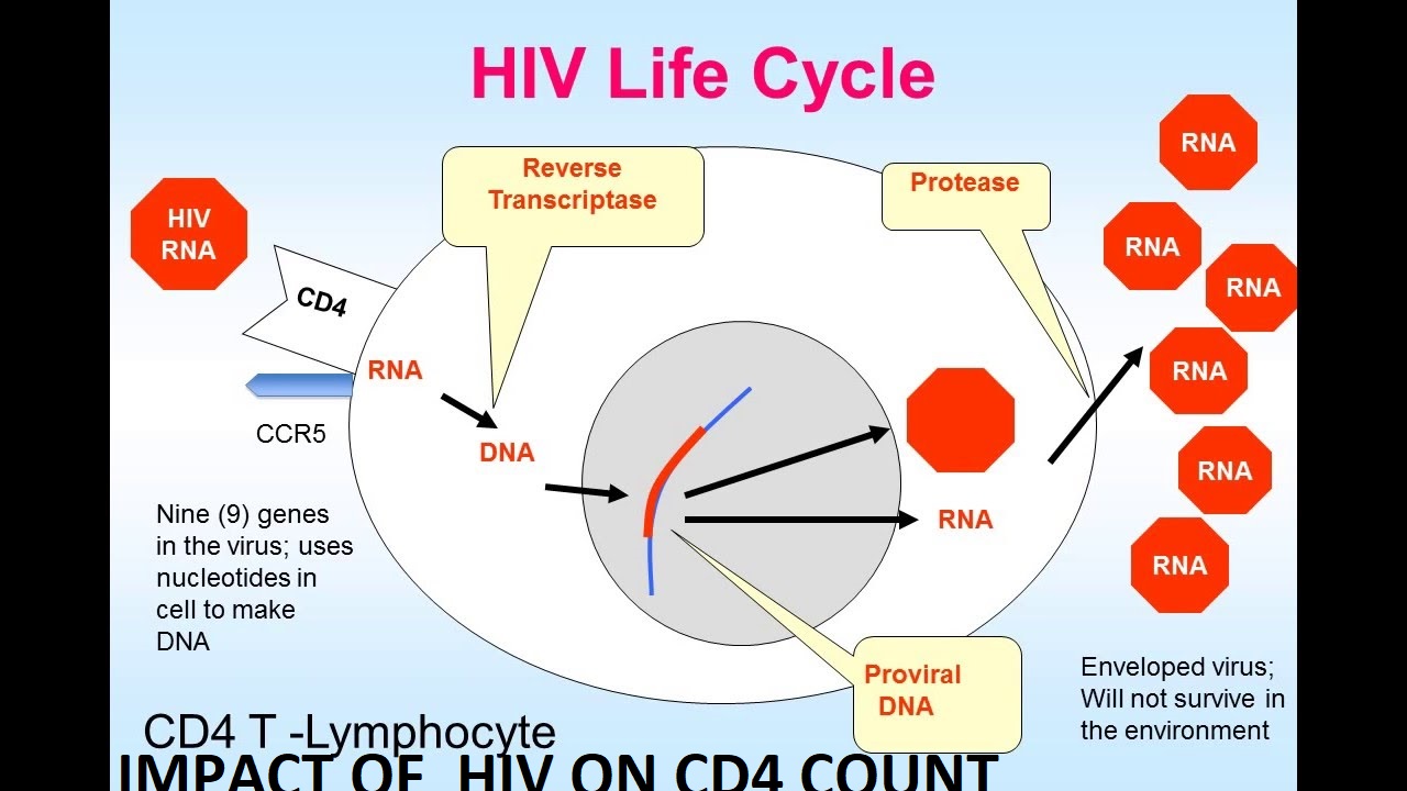 Figure shows how the hiv virus multiples inside... main image