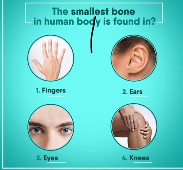 The smallest bone in the Human Body are the three ... main image