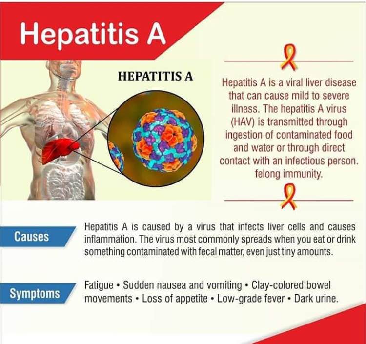 Hepatitis A is transmitted through ingestion of... main image