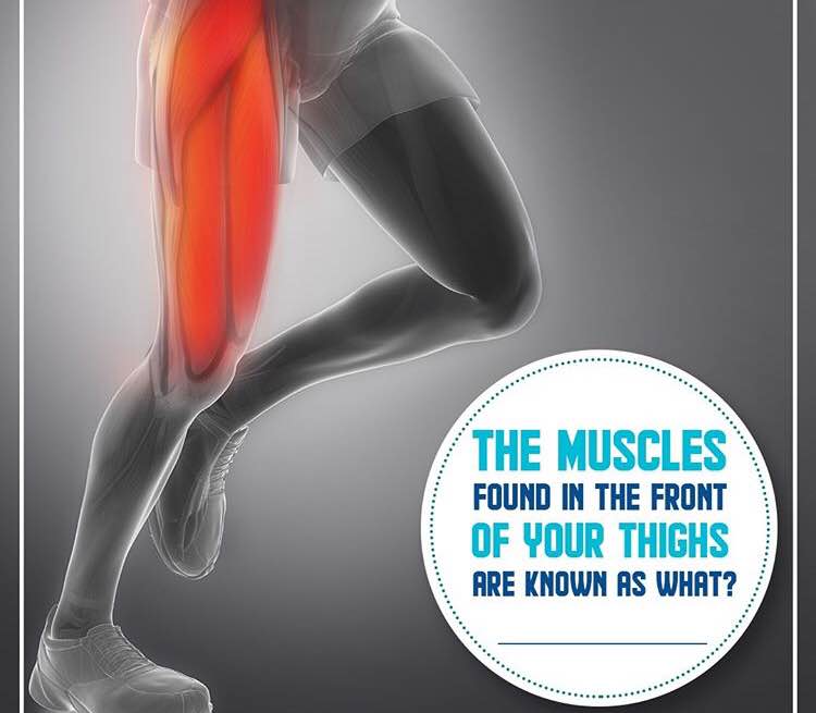 The muscles found in the front your thighs are ... main image