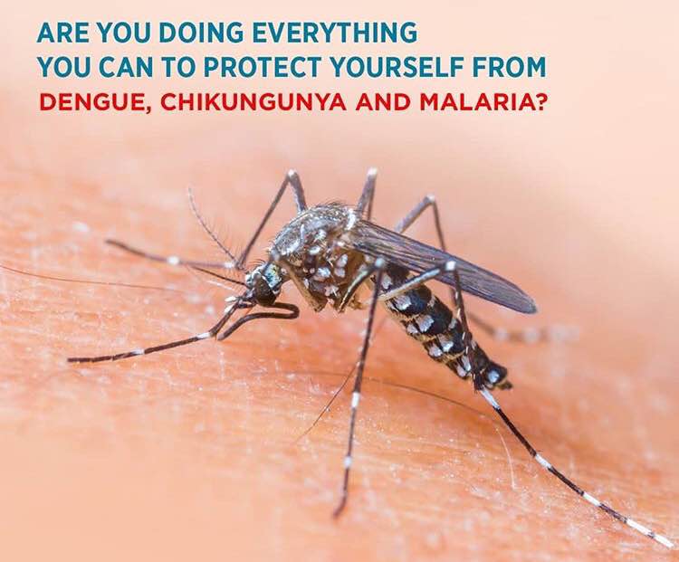 Mosquitoes bring the triple threat of dengue ma... main image