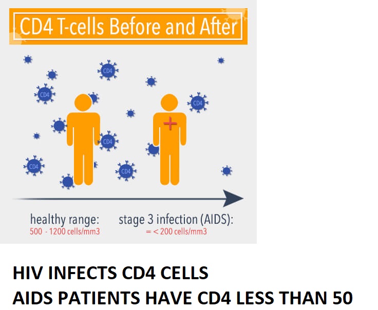 CD4 CELLS ARE SUBSET OF WHITE BLOOD CELLS RESPO... main image