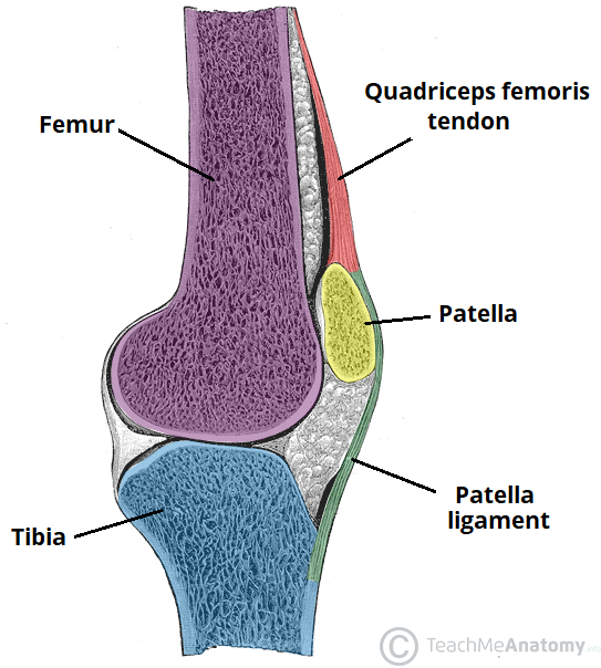 The knee joint is a hinge type synovial joint, which mainly allows for