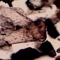 MICA-MUSCO