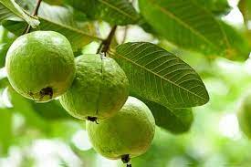 Guava benefits for stomach: आजकल के खान-पान की गलत... main image
