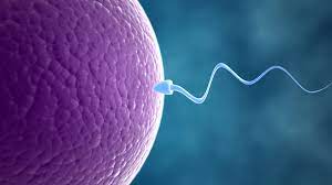 In vitro fertilization (IVF) is a complex series o... main image