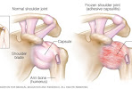 Orthopedic Hospital
Orthopedics is that the bra... main image