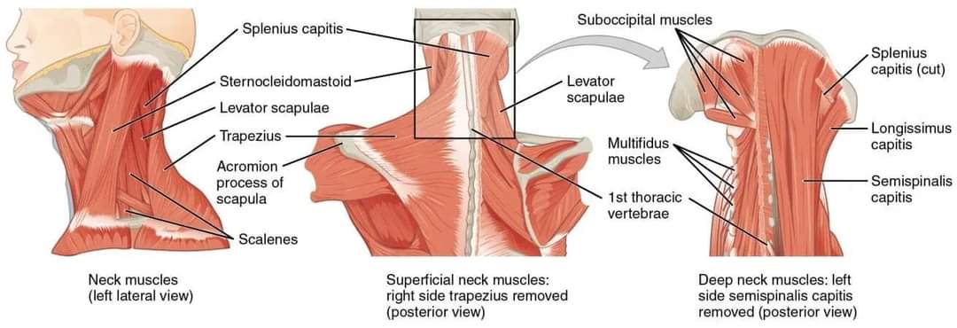 Physiotherapy clinic in Tambaram
Are you Looking f... main image