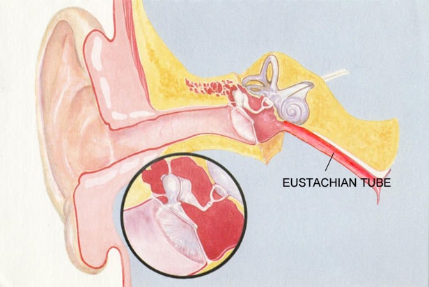 Finding Nasal And Laryngeal Endoscopy Clinic in Ra... main image