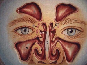 Are you Searching Endoscopic Sinus Surgery Clin... main image
