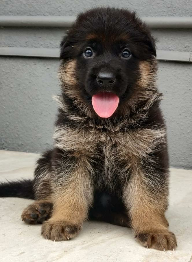 German shepherd puppy for Jamhar Kennel ( Government Registered