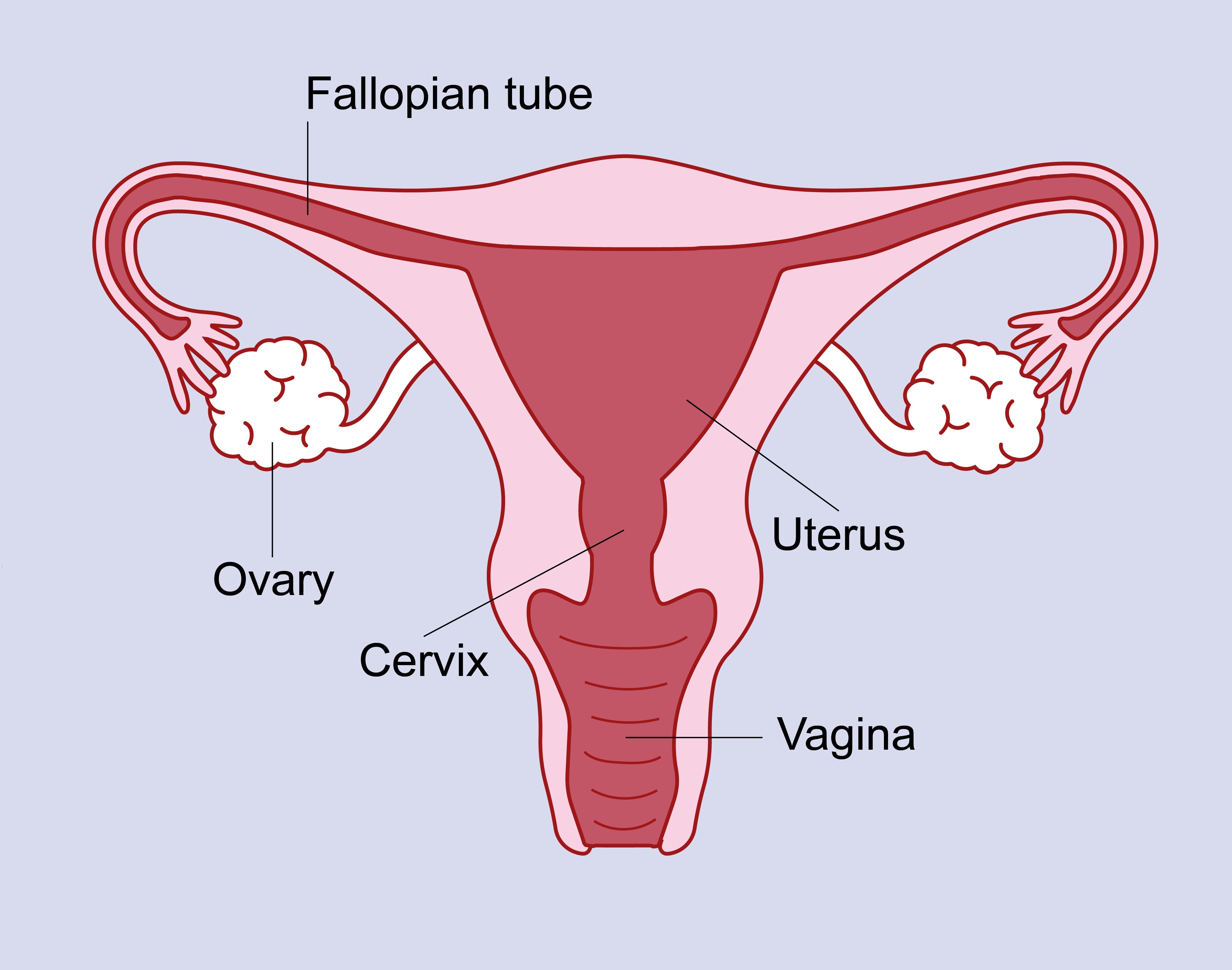 Hysterectomy Surgery in Najafgarh

Pearl Gynae ... main image