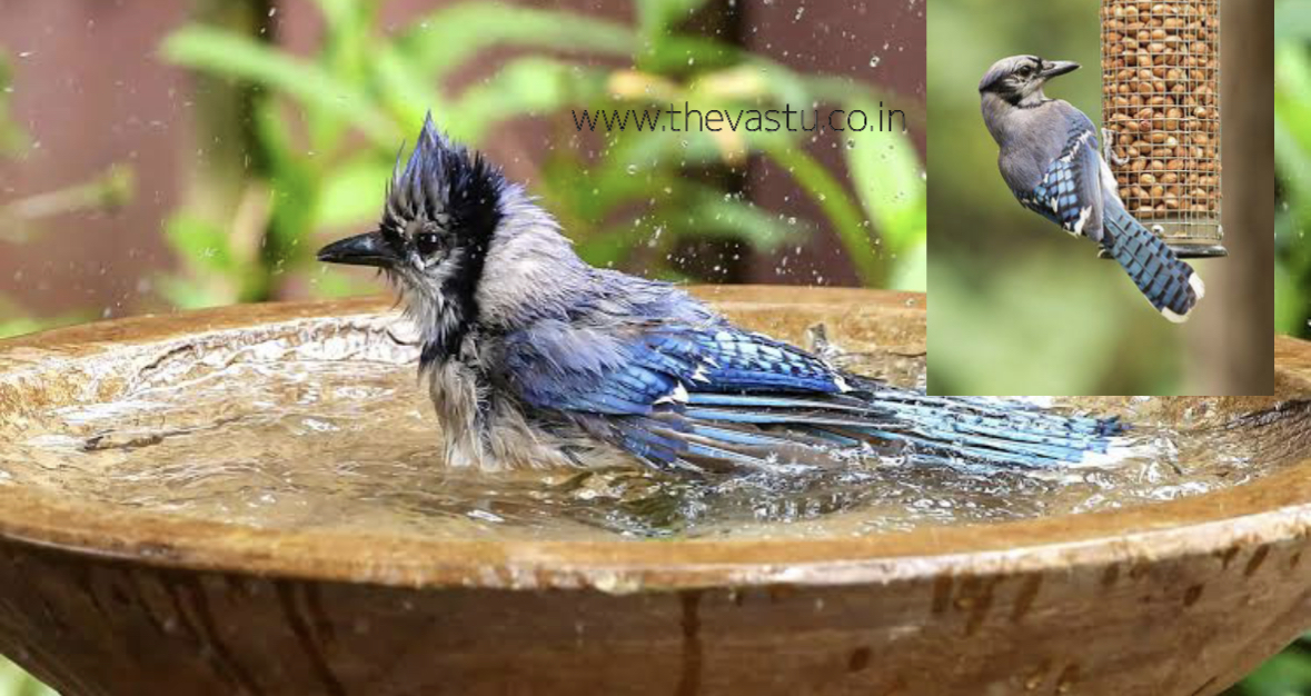 Vastu Shastra for birds The Vastu in Nagpur, India