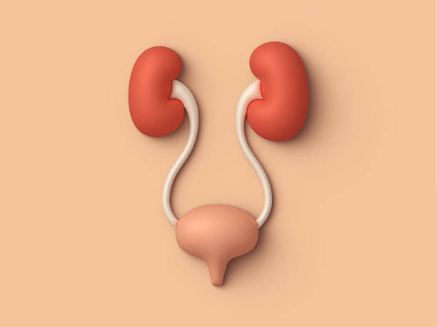 Urology Services at Lifeshell Hospital Excellen... main image