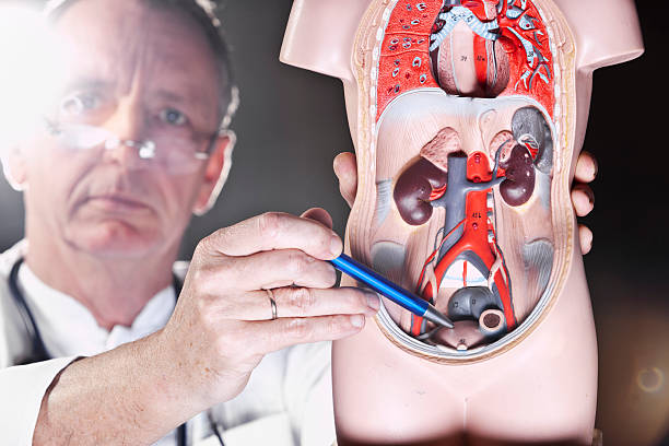 Urology - Enhancing Quality of Life and Well-Being... main image