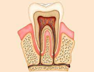 Painless RCT Unveiled: Dr. Rai's Dental Avenue in ... main image