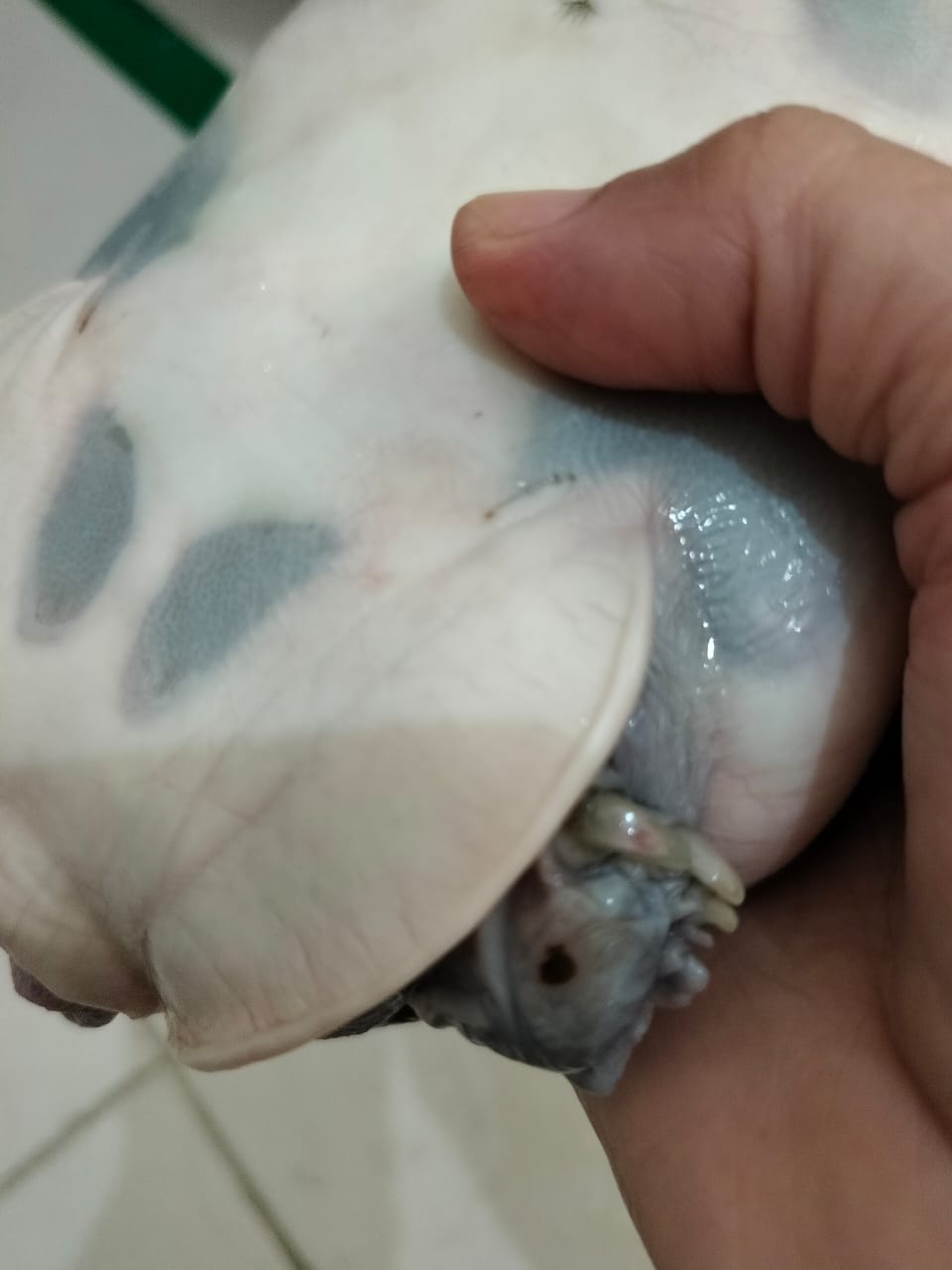 update image
