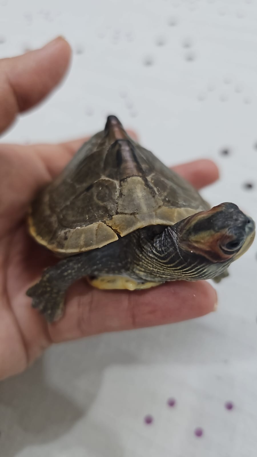 update image