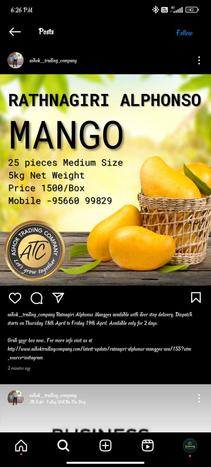  Alphonso mangoes Ratnagiri available fresh stock Ashok Trading Company