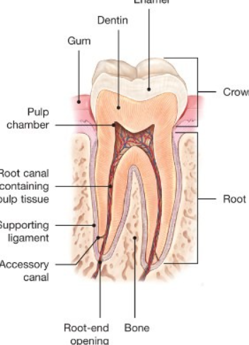Restore Your Dental 